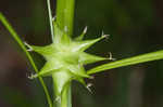 Greater bladder sedge